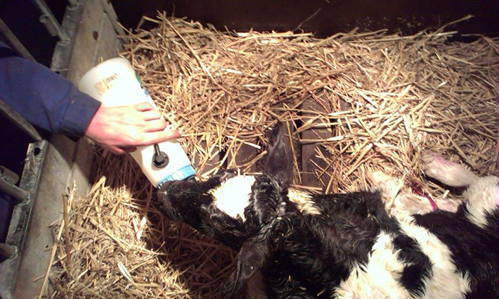 Feeding the first milk to the calf.